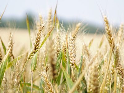 6-crop-panorama-ae465055de0fa71040b1d1548e58bbe6-5e1e341450516