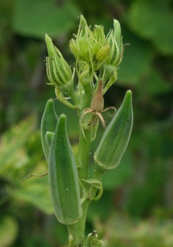 cropped-okra-5-640x853