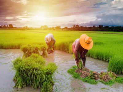 farmer-working-farm-with-sunset_521740-263 farmer-working-farm-with-sunset_521740-263